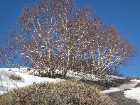 Serra_delle_Concazze - 20110410 009.jpg